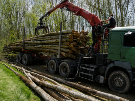 Kastanienstämme – 50 Kubikmeter LKW-Ladung