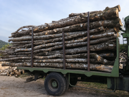 Akazie – LKW 50 Rinder