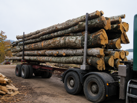Buchenstämme – 50 Kubikmeter LKW-Ladung